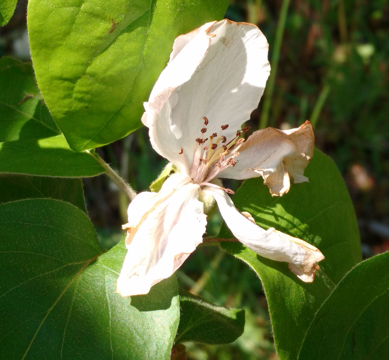 Bl�ten, Fr�chte, Kr�uter. Medi&shy;terrane Viel&shy;falt f�r alle Sinne. F�r Sie.