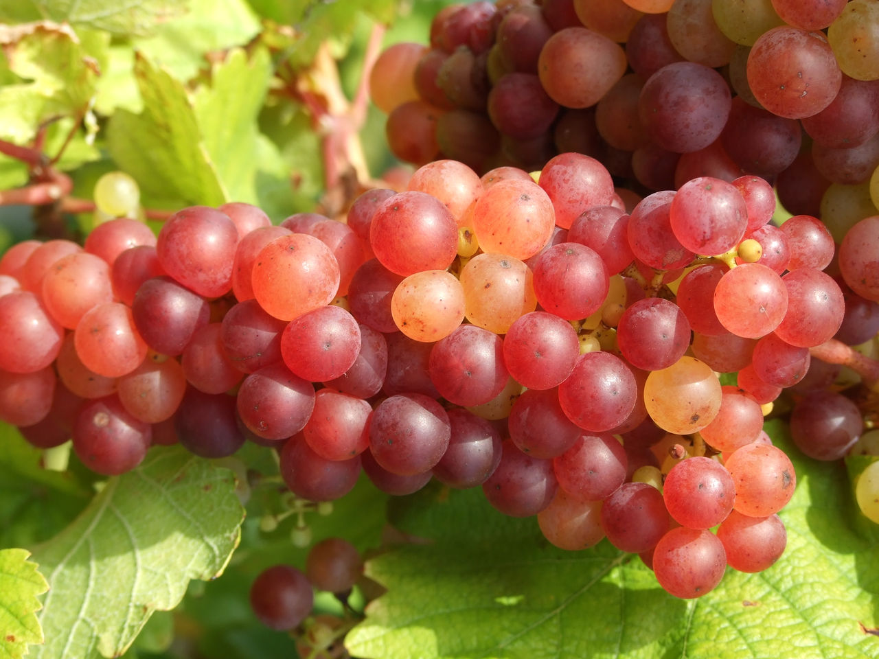 Die Lieblings&shy;farbe der Natur. Tauchen Sie ein in das gr�ne Meer.